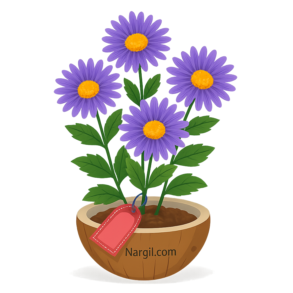  Nargil - Alpine aster